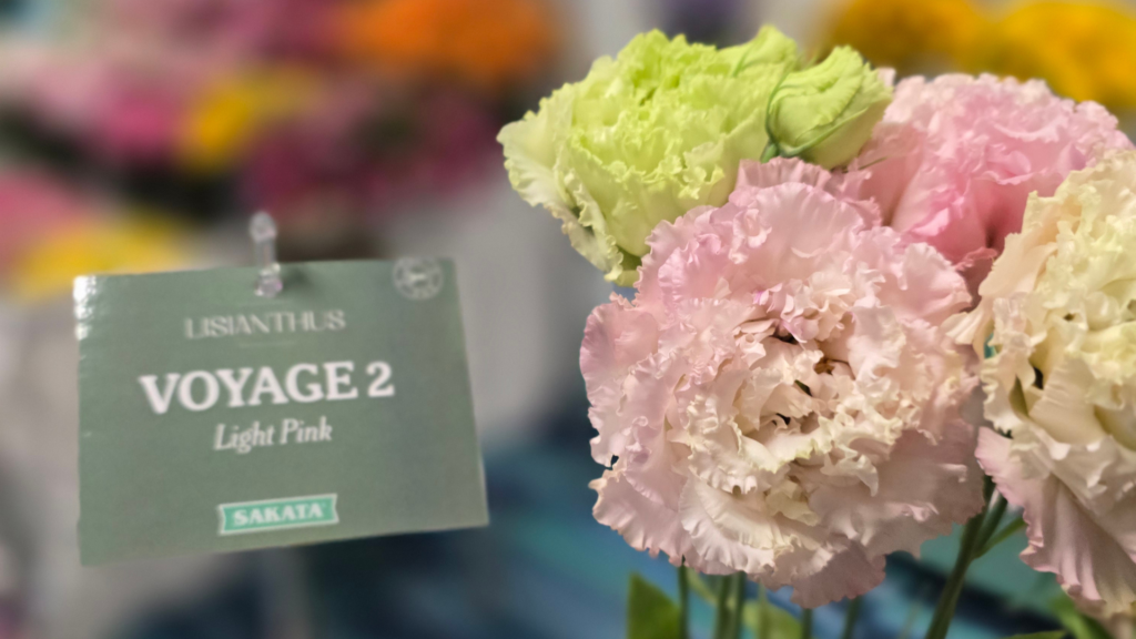 Lisianthus - Voyage 2 Light Pink at IFPA 2026