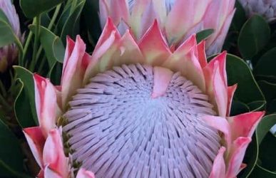 floral industry